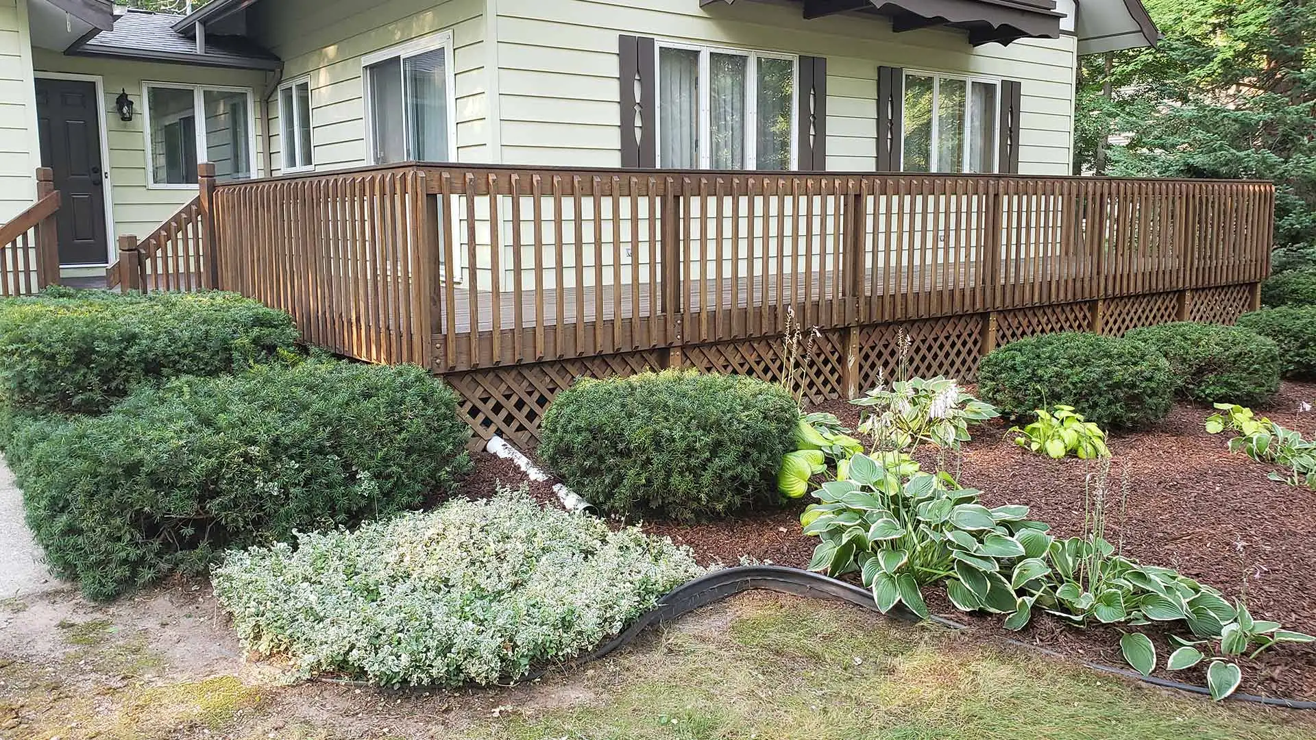 Neatly trimmed bushes in landscape beds.