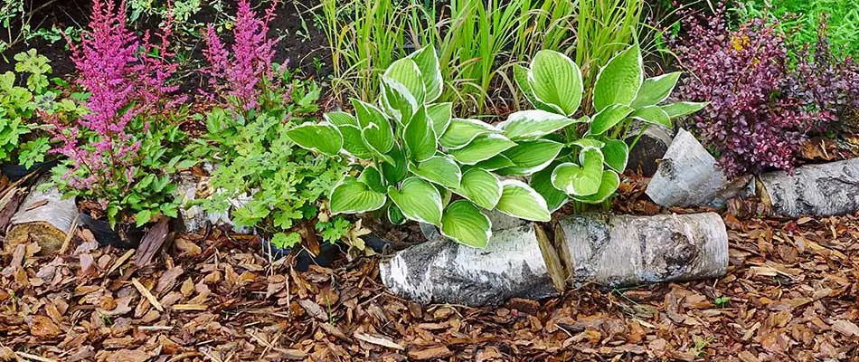 This landscaping bed in Saginaw uses mulch to protect plants.