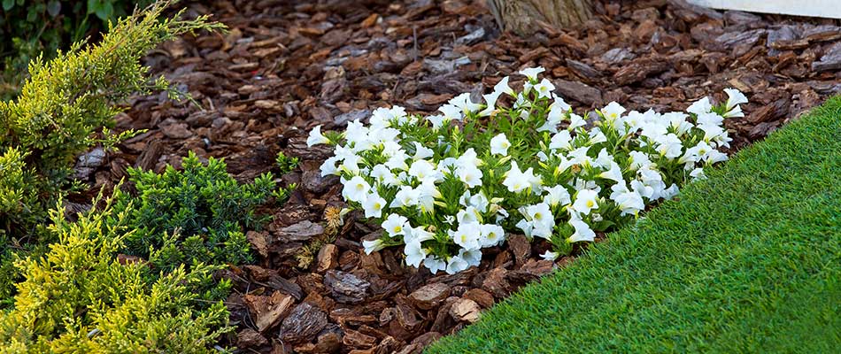3 Reasons Your Landscape Beds Need Mulch
