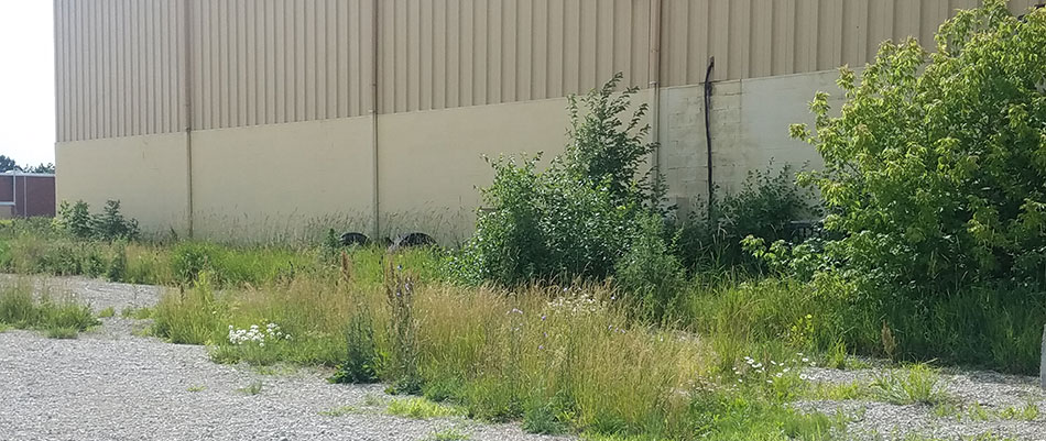 These plants at a Saginaw business have been left untrimmed.