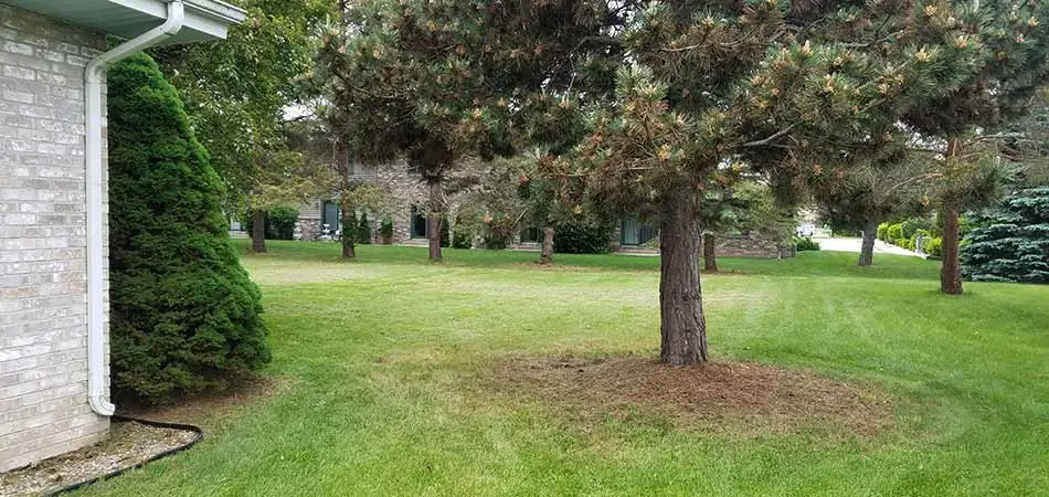 This lawn of a Midland, MI homeowner was cut during a one-time mowing session.