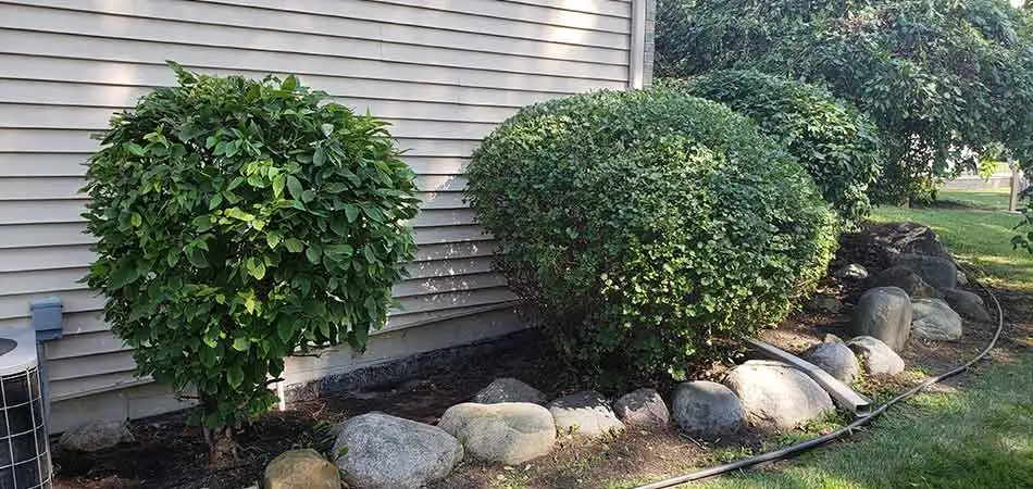 Shrubs in Midland, MI that have been trimmed by Tri-City Property Maintenance team members.