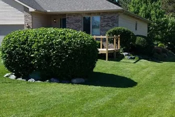Large green, healthy, trimmed bush in front of a home in Freeland